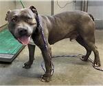Small American Pit Bull Terrier