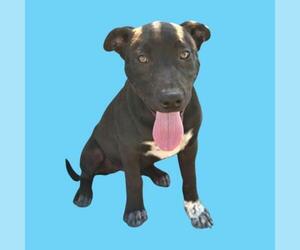 Mutt Dogs for adoption in Bakersfield, CA, USA
