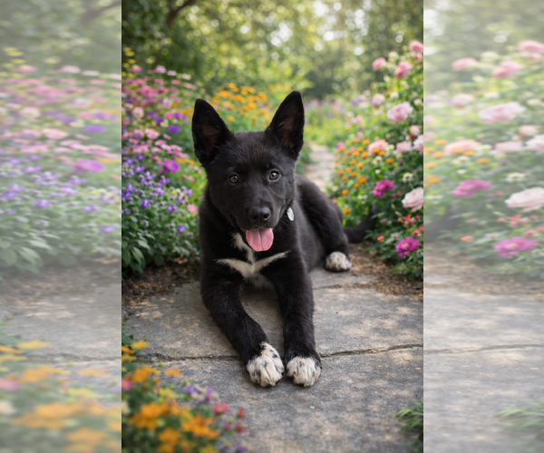 Medium Photo #1 Mutt Puppy For Sale in Menifee, CA, USA