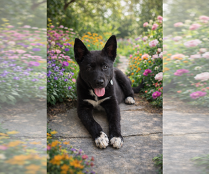 Mutt Dogs for adoption in Menifee, CA, USA