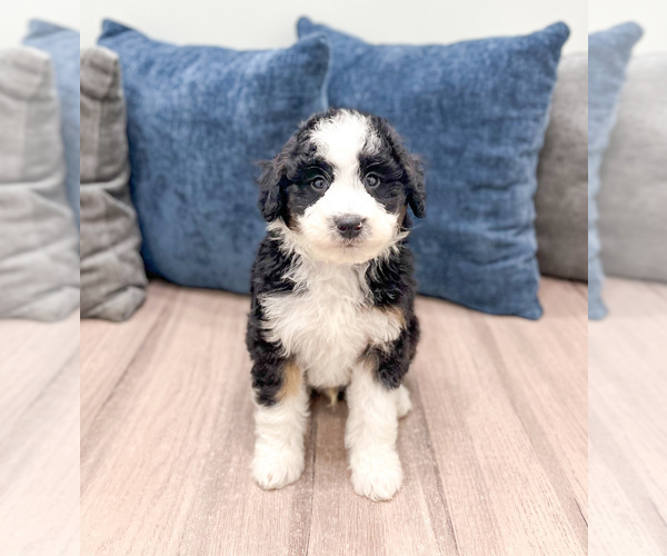 Medium Photo #1 Sheepadoodle Puppy For Sale in MILLERSBURG, OH, USA