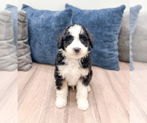 Medium Sheepadoodle