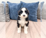 Puppy Julian Sheepadoodle