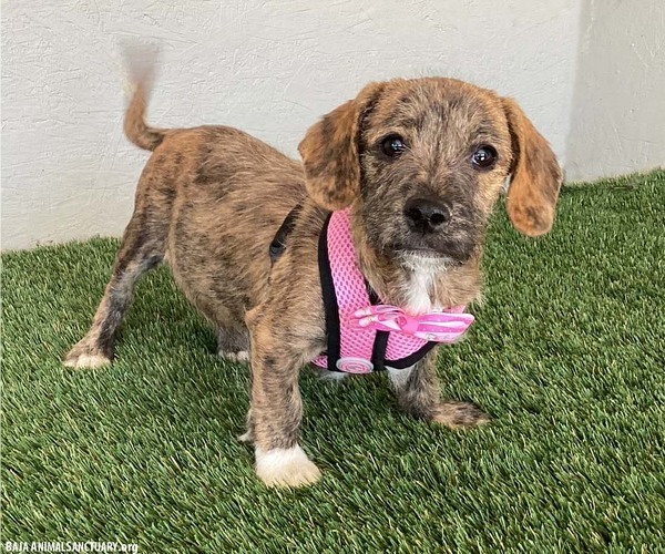Medium Photo #2 Dachshund-Miniature Schnauzer Mix Puppy For Sale in San Diego, CA, USA