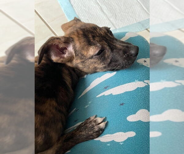 Medium Photo #7 Mutt Puppy For Sale in Brewster, NY, USA