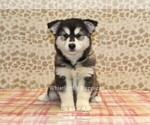 Small #3 Pomsky