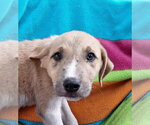 Small #2 Labrador Retriever Mix