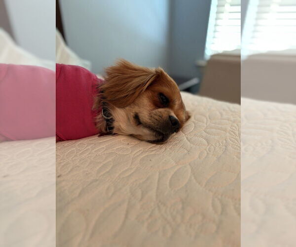 Medium Photo #2 Pekingese-Unknown Mix Puppy For Sale in Boston, MA, USA