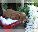 Puppy summer Cavapoo