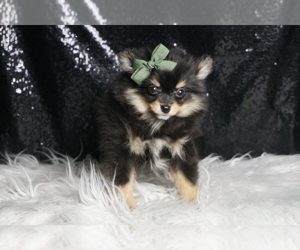 Medium Photo #3 Pomeranian Puppy For Sale in WARSAW, IN, USA