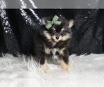 Small Photo #3 Pomeranian Puppy For Sale in WARSAW, IN, USA