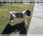 Small Photo #3 Akita Puppy For Sale in FONTANA, CA, USA