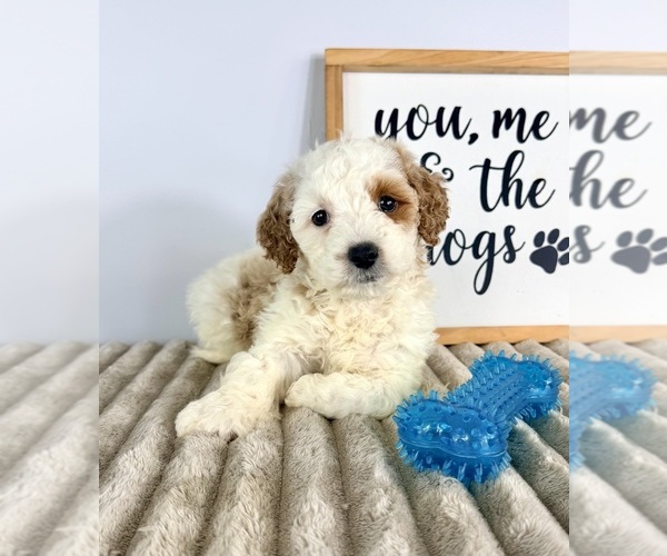 Medium Photo #1 Goldendoodle (Miniature) Puppy For Sale in GREENFIELD, IN, USA
