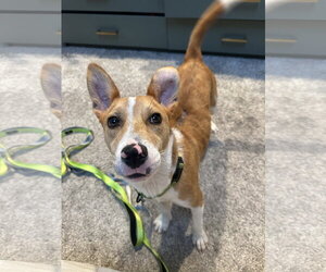 Jack Russell Terrier-Unknown Mix Dogs for adoption in Oakhurst, NJ, USA