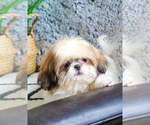 Small Photo #13 Shih Tzu Puppy For Sale in SYRACUSE, IN, USA