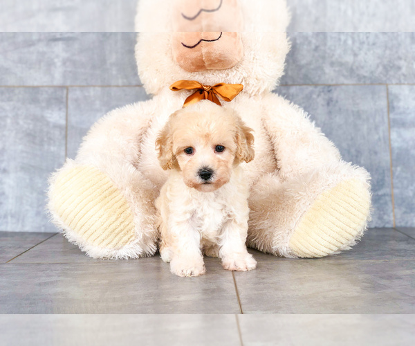 Medium Photo #1 Bichon Frise-Poodle (Standard) Mix Puppy For Sale in CLEVELAND, NC, USA