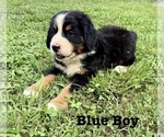 Puppy Blue Boy Bernese Mountain Dog