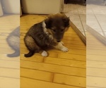 Puppy Puppy 5 Collie