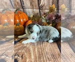 Small Photo #4 Miniature Australian Shepherd Puppy For Sale in LA SALLE, CO, USA