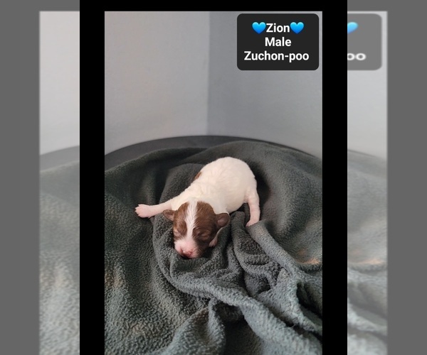 Medium Photo #3 Poodle (Toy)-Zuchon Mix Puppy For Sale in TUCSON, AZ, USA