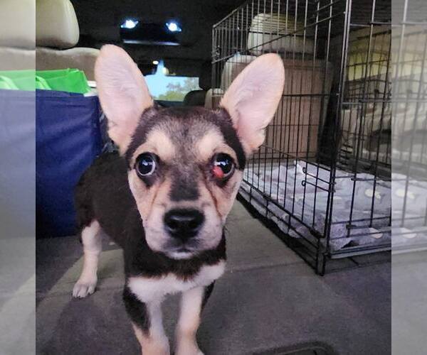 Medium Photo #2 French Bullhuahua Puppy For Sale in Mesa, AZ, USA