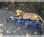 Small Photo #7 Labrador Retriever-Unknown Mix Puppy For Sale in Elmsford, NY, USA