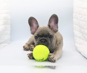 French Bulldog Puppy for sale in JUPITER, FL, USA