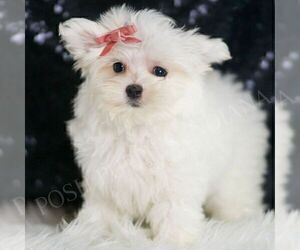 Medium Maltese