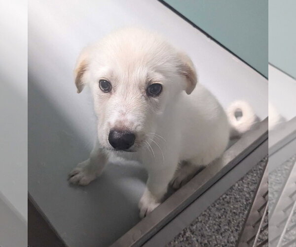 Medium Photo #7 Great Pyrenees-Unknown Mix Puppy For Sale in Croydon, NH, USA