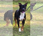 Small #2 American Pit Bull Terrier Mix