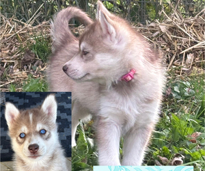 Siberian Husky Puppy for sale in WORTHINGTON, KY, USA