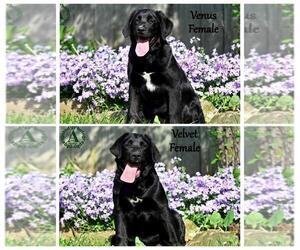 Bernese Mountain Dog-Labrador Retriever Mix Puppy for Sale in BRIDGEWATER, Virginia USA