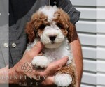 Small #2 Goldendoodle (Miniature)