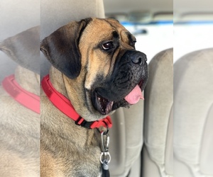 Mother of the Cane Corso puppies born on 06/19/2026