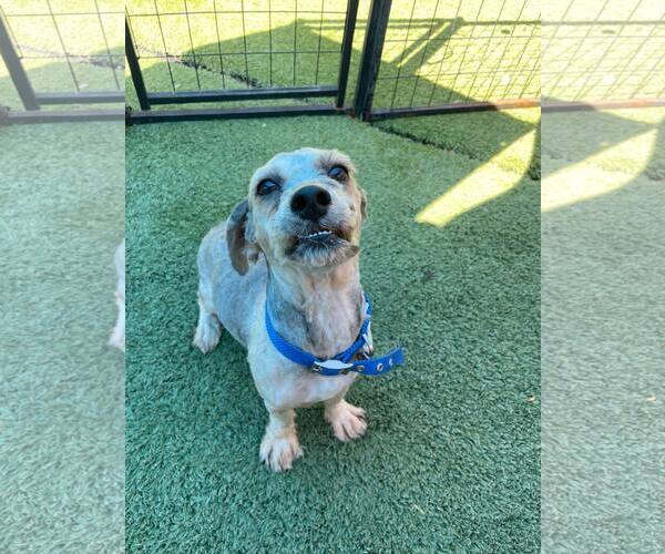 Medium Photo #4 Maltipoo Puppy For Sale in Tempe , AZ, USA