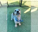 Small #3 Maltipoo