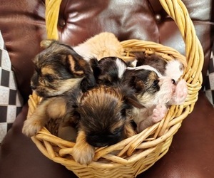 Yorkshire Terrier Puppy for Sale in SAN ANTONIO, Texas USA