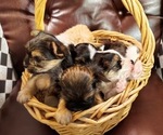 Image preview for Ad Listing. Nickname: Litter of 4