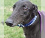 Small Greyhound