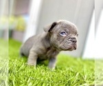 Small Photo #89 French Bulldog Puppy For Sale in ORLANDO, FL, USA