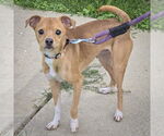 Small #5 Italian Greyhuahua