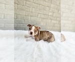 Image preview for Ad Listing. Nickname: Boomer