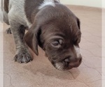 Small #3 German Shorthaired Pointer
