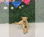 Small Shepradors