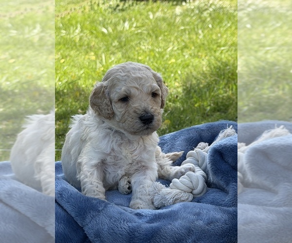 Medium Photo #1 Goldendoodle mix (+ Poodle Standard) Puppy For Sale in MAYNARDVILLE, TN, USA