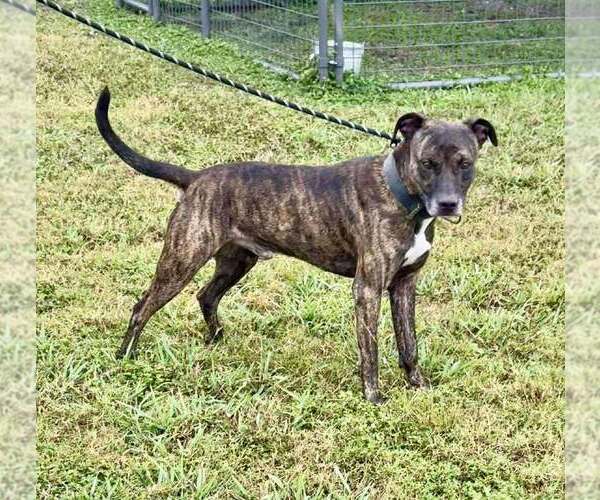 Medium Photo #4 Mutt Puppy For Sale in Abbeville, LA, USA