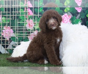 Bernedoodle Puppy for sale in MARIETTA, GA, USA
