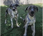 Small #2 Catahoula Leopard Dog Mix