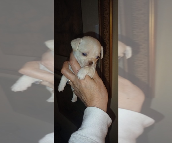 Medium Photo #4 Chihuahua Puppy For Sale in DAYTON, OH, USA
