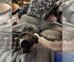Small Photo #3 American Pit Bull Terrier-Unknown Mix Puppy For Sale in Germantown, OH, USA